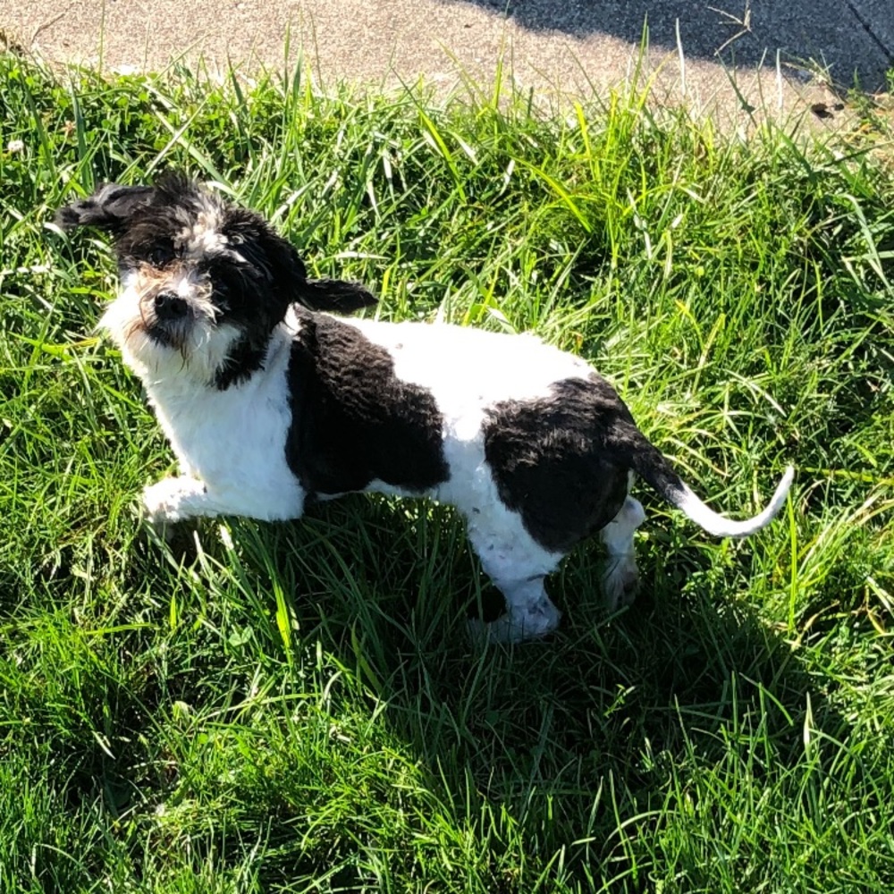 Meet your Posher, Tanner